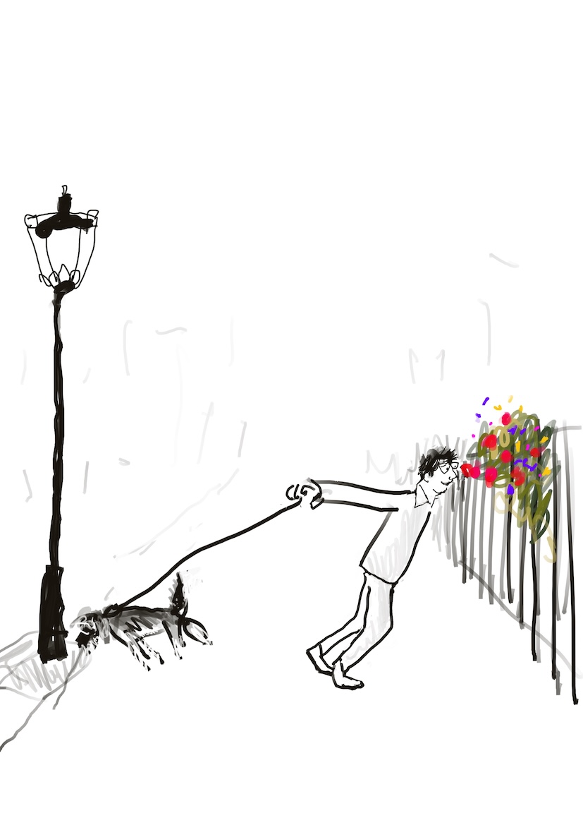 Drawing of a dog pulling one way to sniff a fascinating lamp-post and a Speccy Man pulling the other way to smell roses.