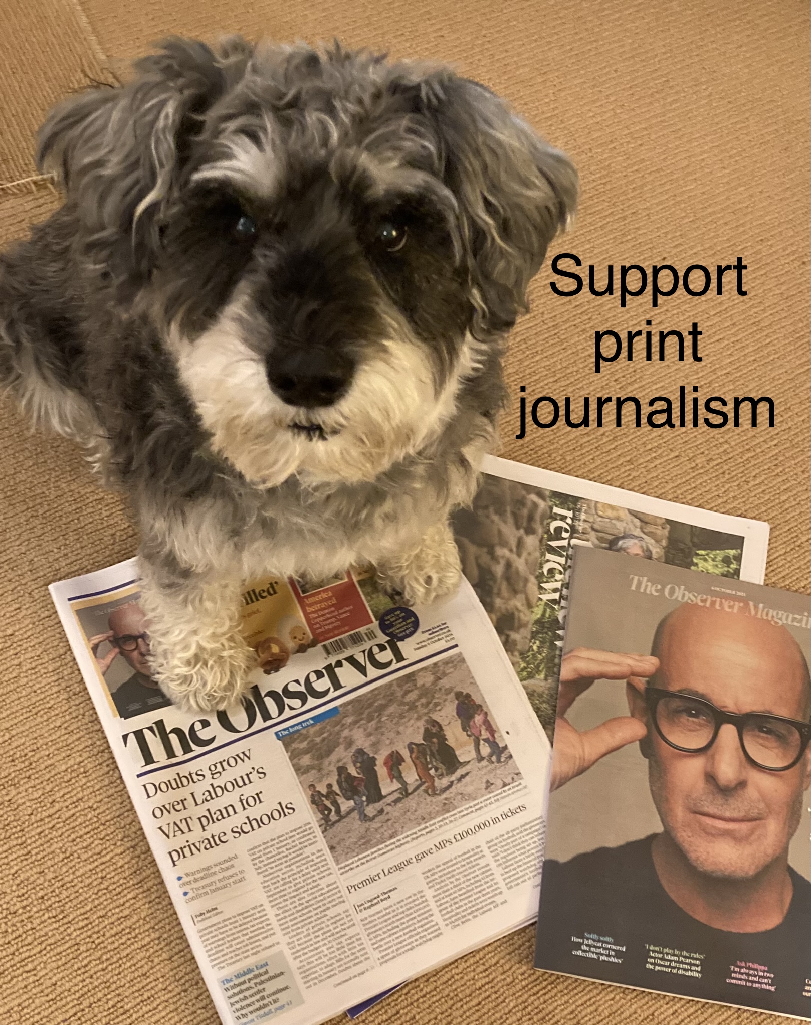 A schnauzer sits on top of a scattered pile of sections of The Observer newspaper, with the slogan “Support print journalism"