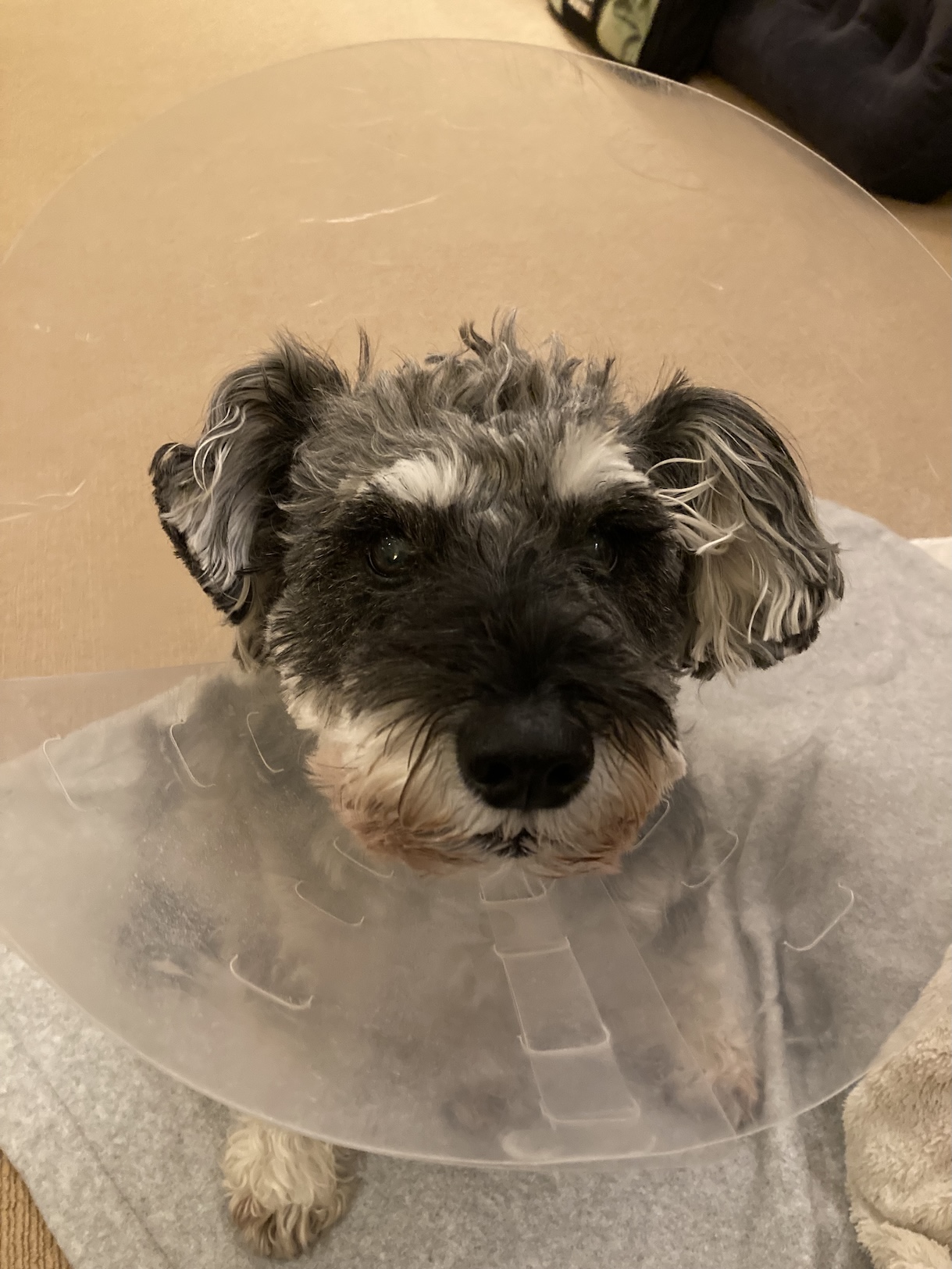 Close up portrait of a dog, Peanut, looking to camera with a surgical cone on her head.