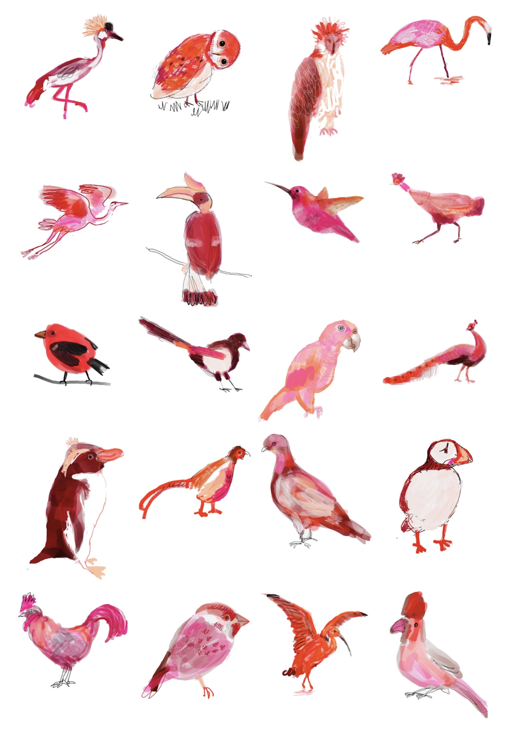 Drawing of 20 birds, each one a different species, in various shades of red.