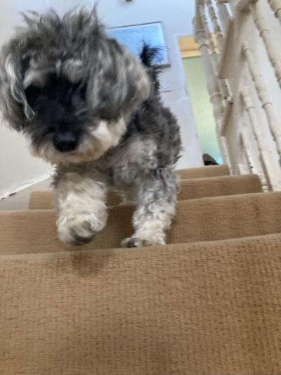 Close-up photo of Peanut charging down stairs.